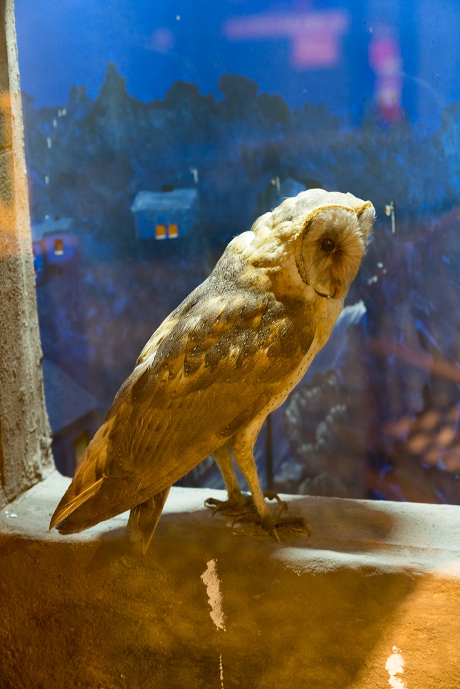 BMOS owl