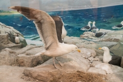 BMOS seagulls